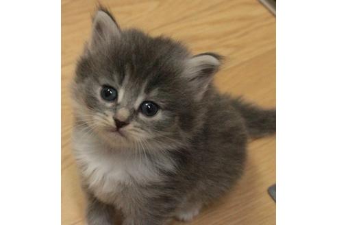 成約済の茨城県のノルウェージャンフォレストキャット-655の1枚目